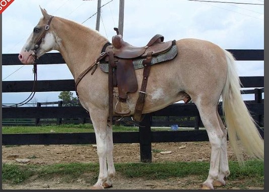 An images of a brown horse.
